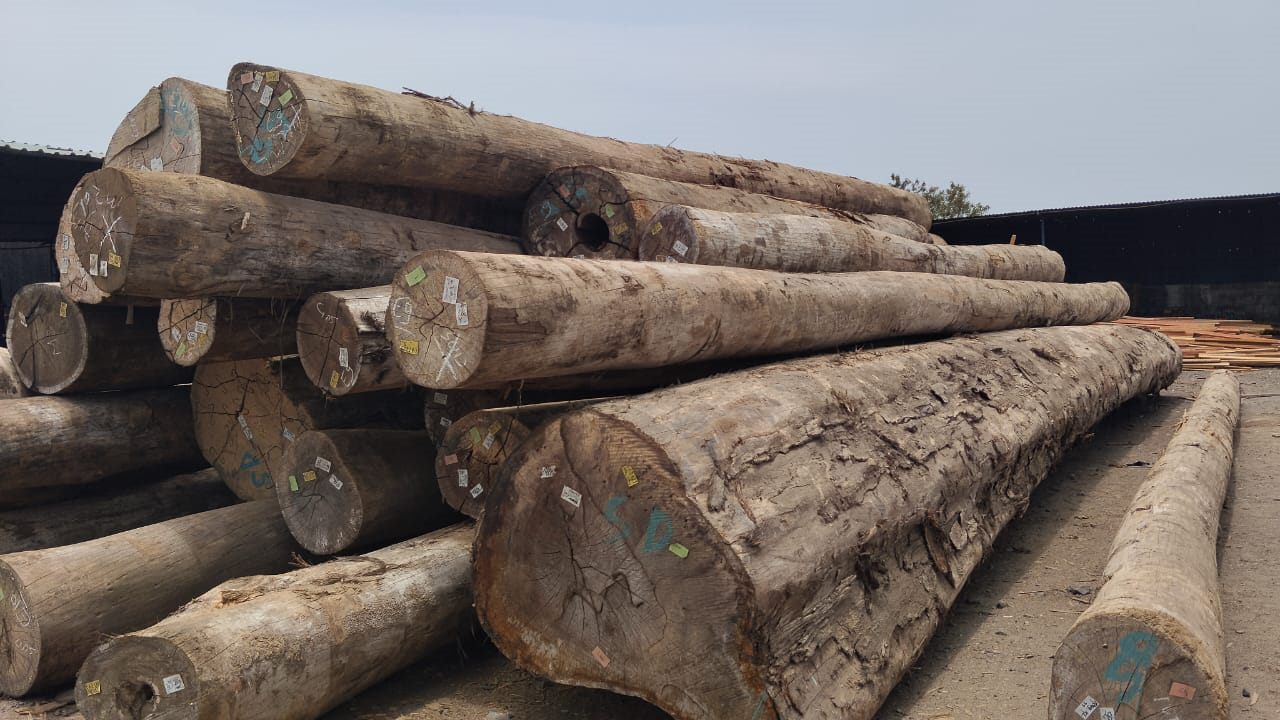Tropical round logs at timber yard